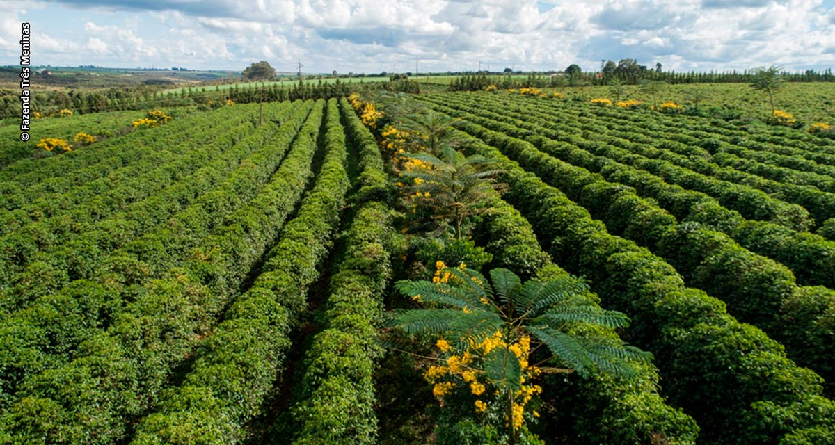 Programa Nespresso AAA de Qualidade Sustentável™ completa 20 anos