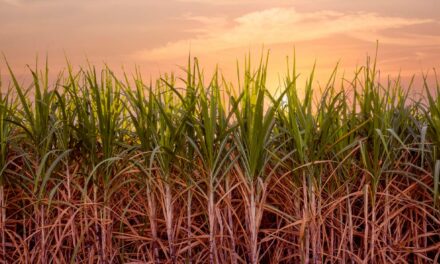 Setor sucroalcooleiro tem maior participação nas exportações do agro de SP