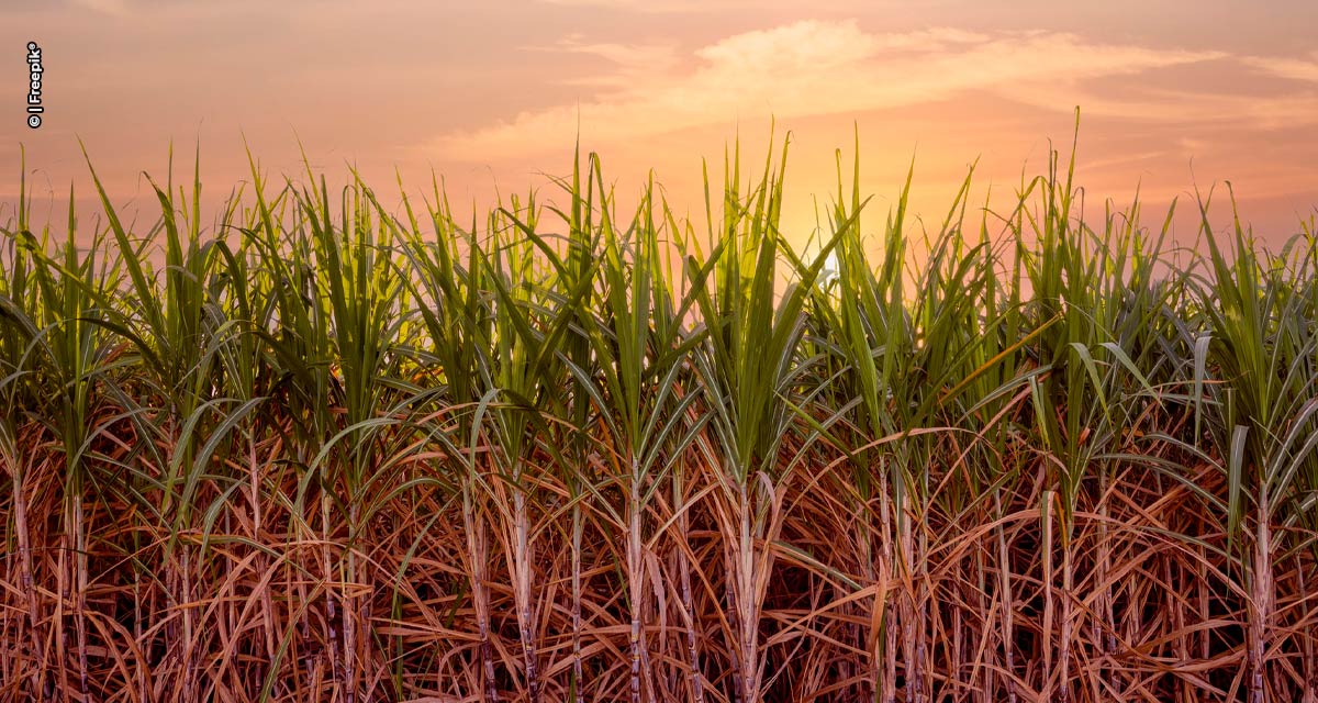 Setor sucroalcooleiro tem maior participação nas exportações do agro de SP