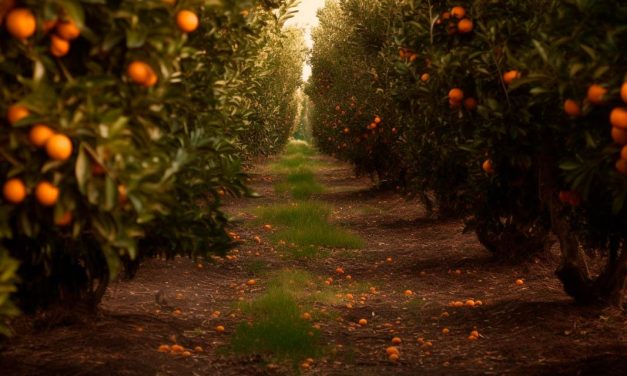 Defesa Agropecuária lança canal direto para denúncia de praga em plantações de laranja