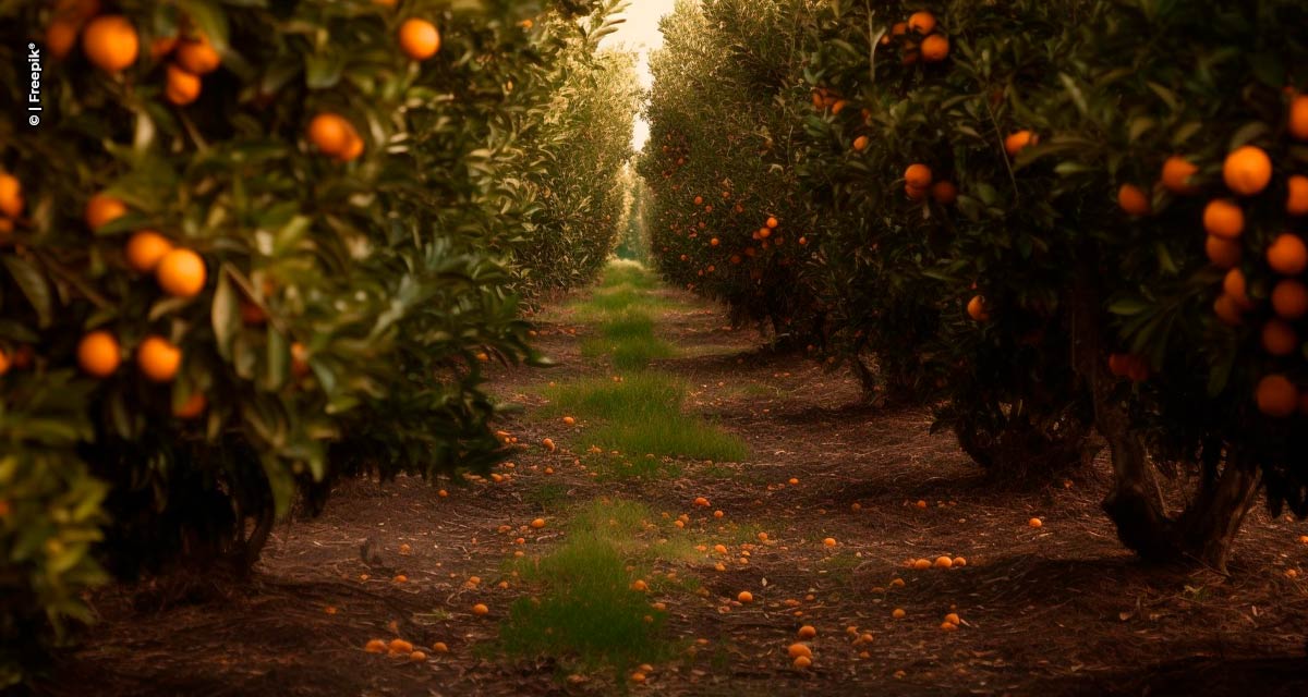 Defesa Agropecuária lança canal direto para denúncia de praga em plantações de laranja