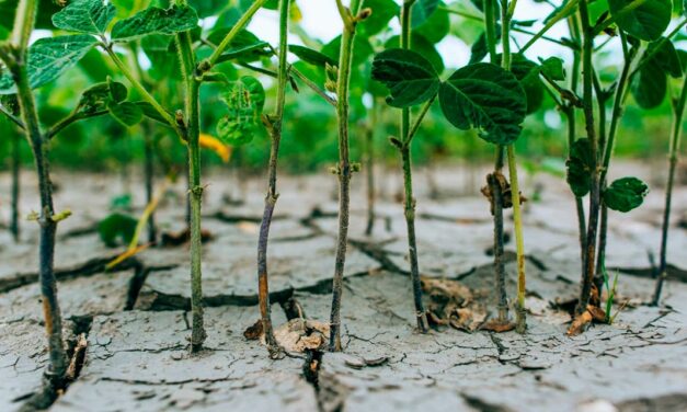 Seca impacta na produção de soja na Argentina e gera reflexo no Brasil