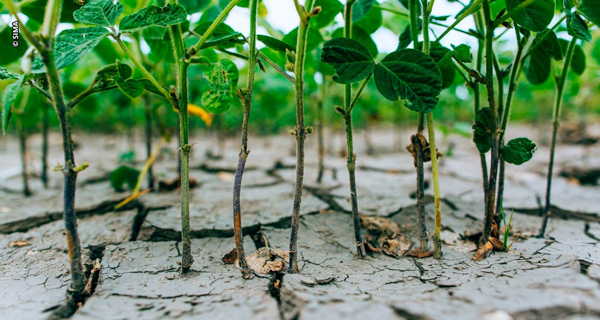 Seca impacta na produção de soja na Argentina e gera reflexo no Brasil