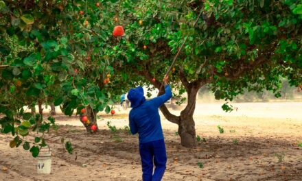 Tijuca Alimentos gera mais de 4 mil empregos com setor de cajucultura