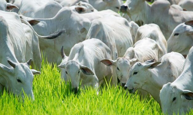 “Brasil precisa reduzir em um ano a idade de abate dos bovinos. Aumento de produtividade é imenso”, destaca especialista