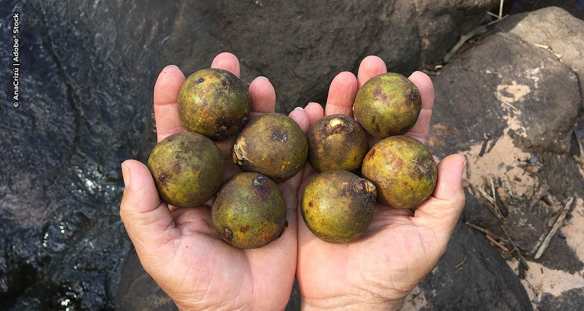 Parceria entre APTA e instituto alemão tem foco na produção de novos ingredientes e biodiesel