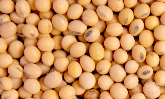 Grãos: comercialização da soja brasileira safra 2022/23 alcança 88,1% da produção estimada
