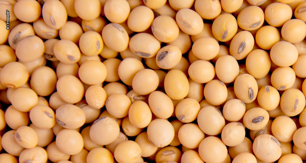 Grãos: comercialização da soja brasileira safra 2022/23 alcança 88,1% da produção estimada