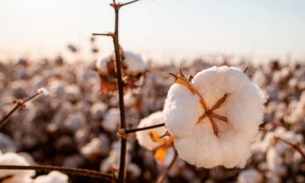 Ramulária pode provocar perdas de até 75% da produtividade do algodão