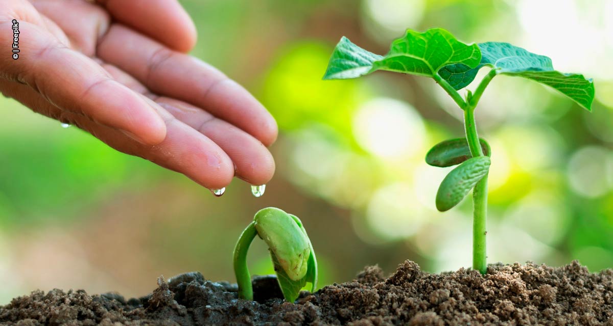 Bioativador vegetal que controla nematoides pode ser associado à fertilizantes