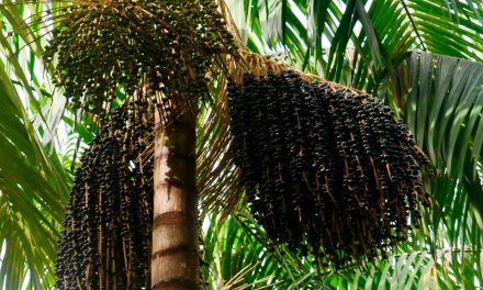 Publicação traz recomendações para a sustentabilidade da cadeia de valor do açaí