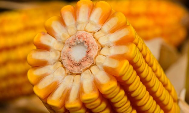 Forseed apresenta novo híbrido de milho para a segunda safra brasileira
