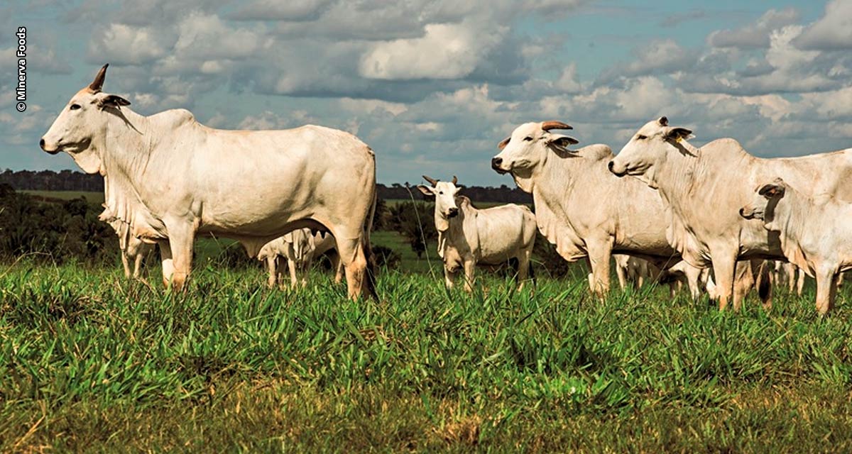 Minerva Foods, Biogénesis Bagó e Phibro Saúde Animal anunciam os resultados da 5ª edição do Programa de eficiência de Carcaça (PEC)