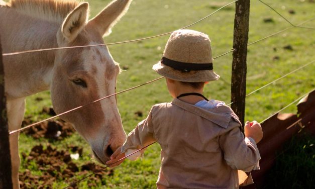 Saúde Única: Entenda o conceito e o papel das empresas de saúde animal para a sociedade