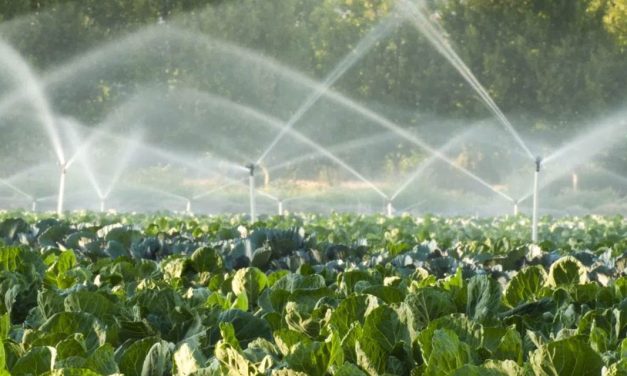 Pivot, em parceria com Rain Bird, amplia suas operações de irrigação para o MS