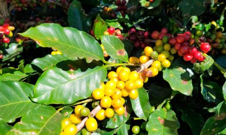 Satis e Fapemig: parceria para desenvolver biofertilizantes para cultura do café