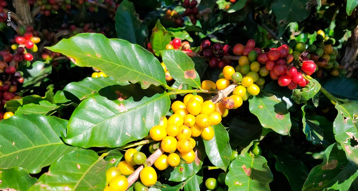 Satis e Fapemig: parceria para desenvolver biofertilizantes para cultura do café