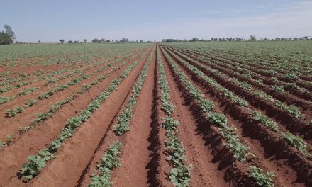 Nutrição à base de bioativador favorece boa formação de pele da batata