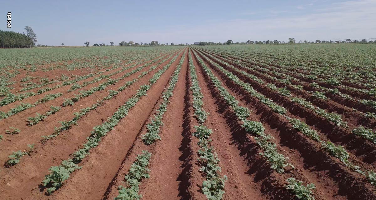 Nutrição à base de bioativador favorece boa formação de pele da batata