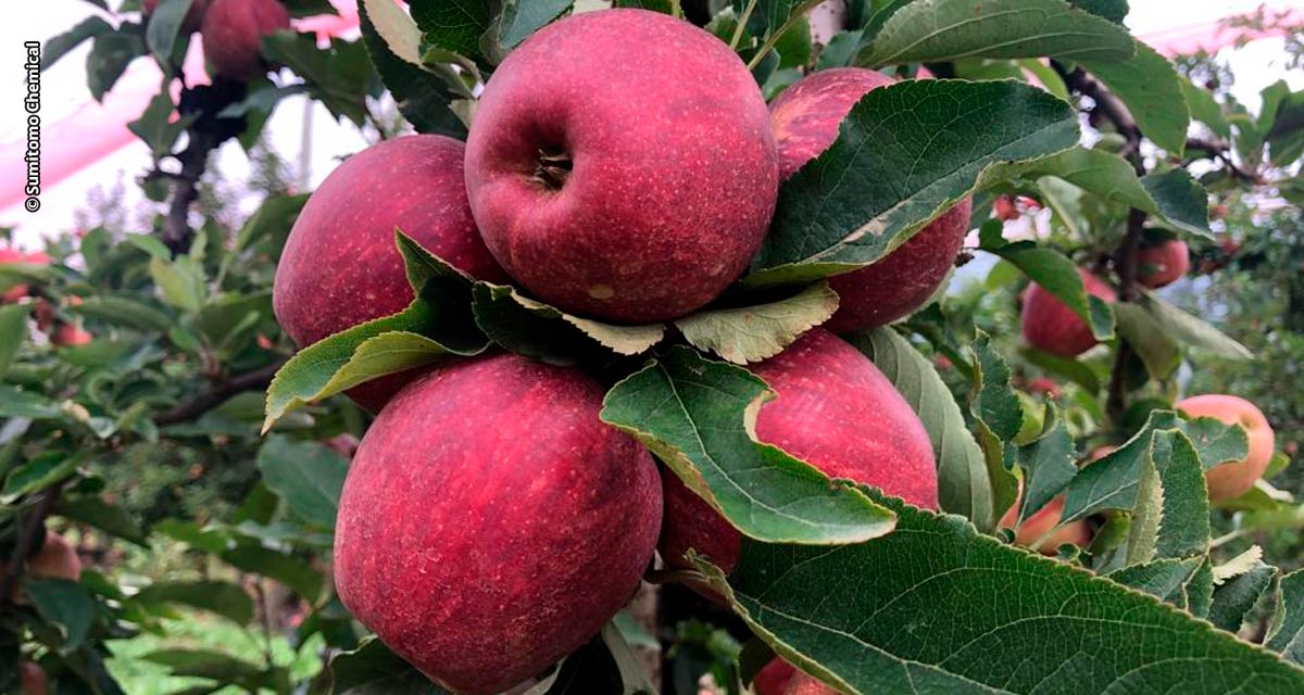 Presente no Congresso Brasileiro de Fruticultura, portfólio da Sumitomo Chemical beneficia produção de frutas saudáveis o ano todo