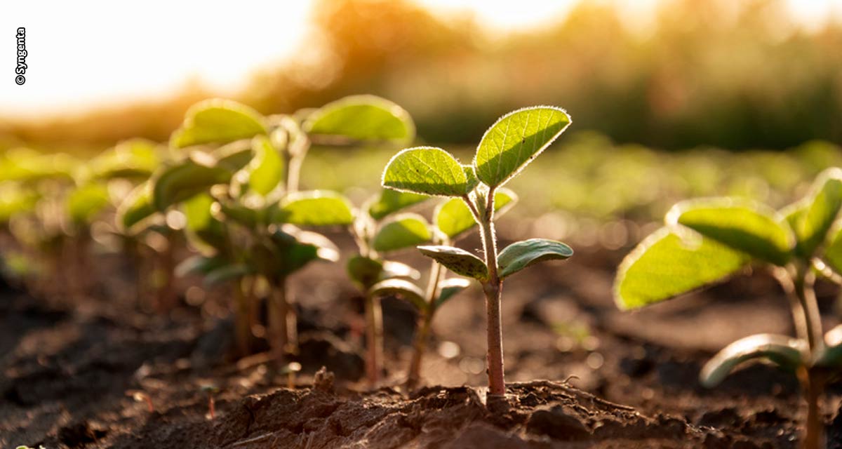 Syngenta assina Termo de Cooperação Técnica para o Programa Solo + Fértil com o Governo de São Paulo