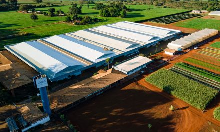 Ao completar 65 anos no mercado, Agristar do Brasil renova compromisso com o desenvolvimento da horticultura nacional