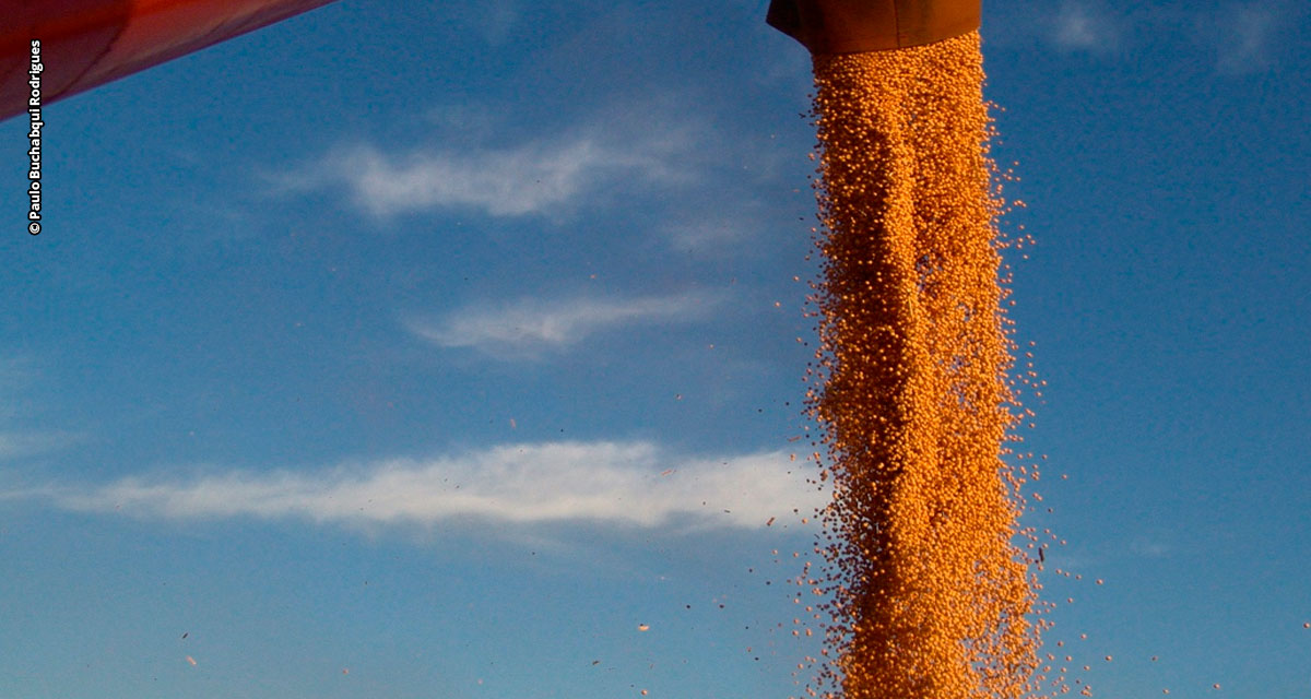 Agro Amazônia bate recorde em vendas de sementes de soja