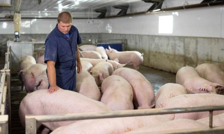 Brasil tem tecnologia para alcançar tendência de produção animal livre de antibiótico