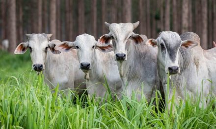 Líderes do agro otimistas sobre criação de sistema alimentar mais sustentável