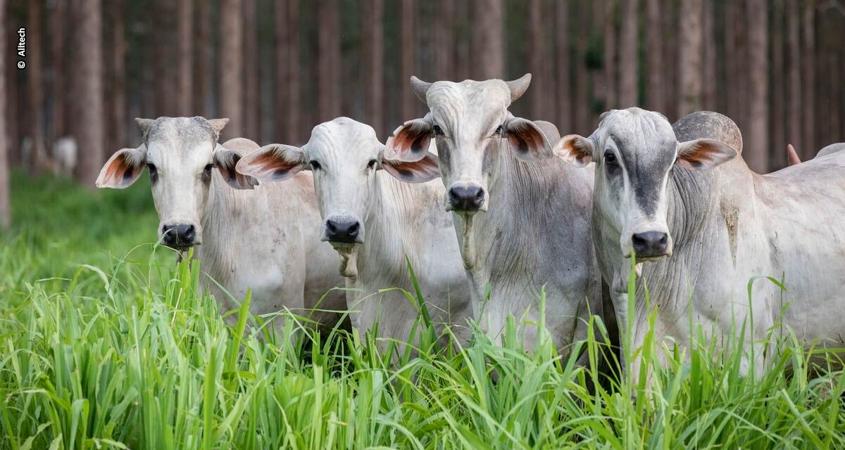 Líderes do agro otimistas sobre criação de sistema alimentar mais sustentável