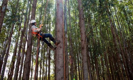 ArcelorMittal e Sipremo avançam com aplicativo para o combate de pragas