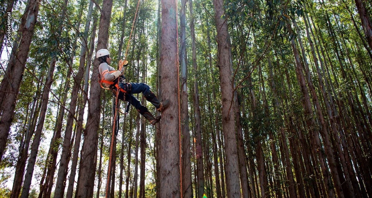 ArcelorMittal e Sipremo avançam com aplicativo para o combate de pragas