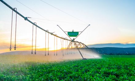 Campo Fértil: parceria potencializa cultivos de algodão e soja no Oeste da Bahia