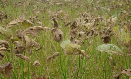 Bayer dá dicas para um manejo mais adequado da soja contra a ferrugem asiática, doença em alta no país