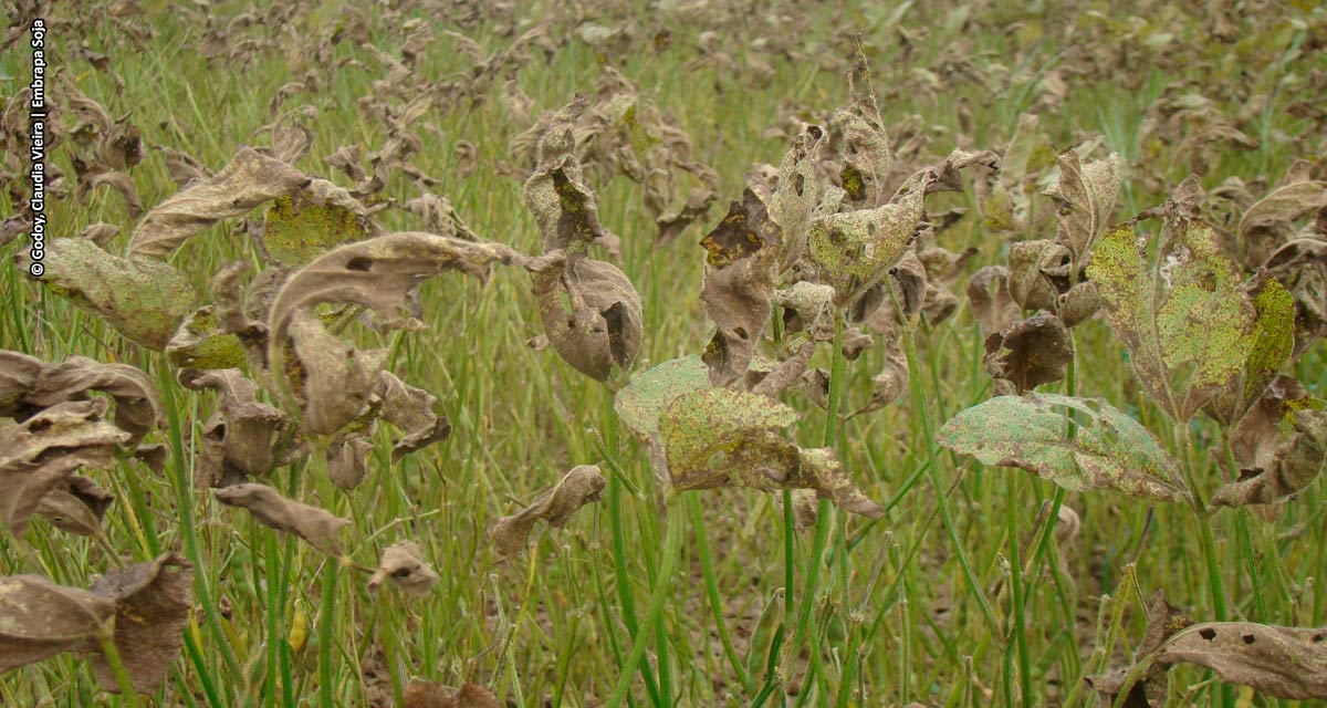 Bayer dá dicas para um manejo mais adequado da soja contra a ferrugem asiática, doença em alta no país