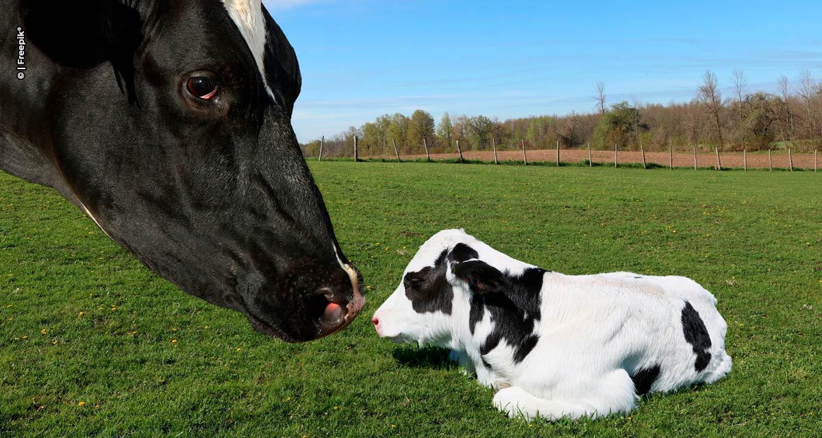 Suplementos à base de óleos essenciais elevam em até 16% a taxa de prenhez de vacas