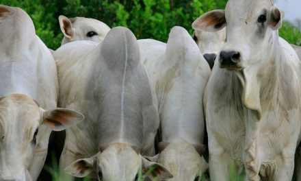Suplementação nutricional impacta desempenho reprodutivo de touros, explica especialista da Champion