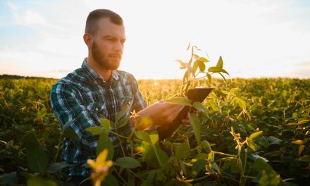 DATAGRO Grãos revisa levantamento sobre lucratividade dos sojicultores brasileiros em 2024, mas resultado ainda tende ao positivo