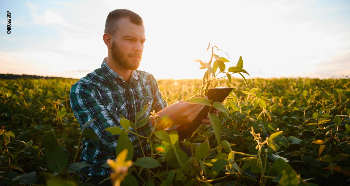 DATAGRO Grãos revisa levantamento sobre lucratividade dos sojicultores brasileiros em 2024, mas resultado ainda tende ao positivo