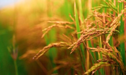 Nematoides no arroz: prejuízo que o produtor não vê