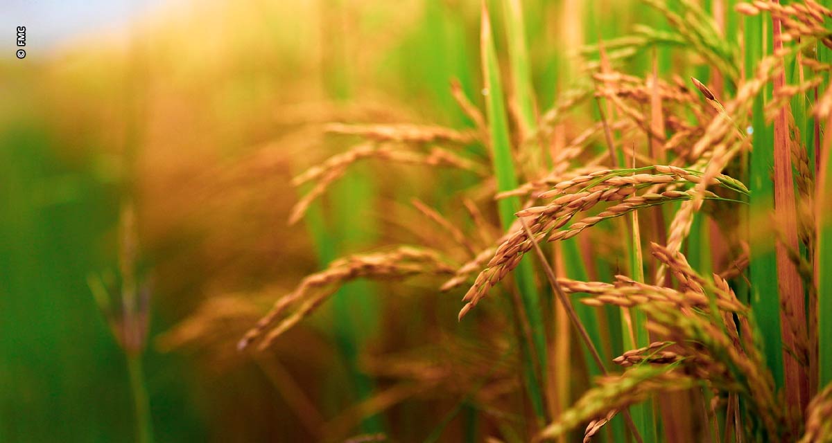 Nematoides no arroz: prejuízo que o produtor não vê