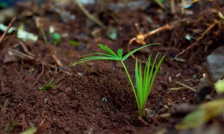 Projeto Sementes Regenerativas prevê reinserção da palmeira Juçara em Florianópolis e doação de sementes para população Guarani M’bya