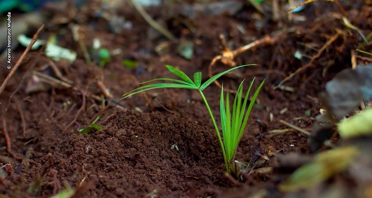 Projeto Sementes Regenerativas prevê reinserção da palmeira Juçara em Florianópolis e doação de sementes para população Guarani M’bya