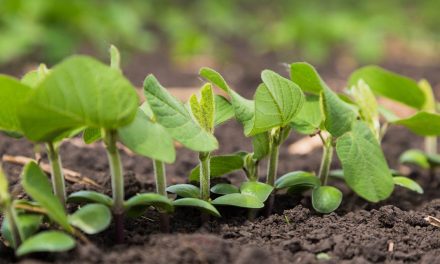 Biotecnologia pode ser aliada dos produtores contra impactos climáticos