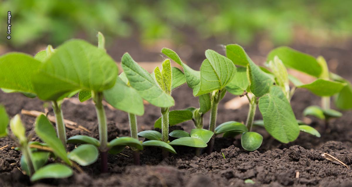 Biotecnologia pode ser aliada dos produtores contra impactos climáticos