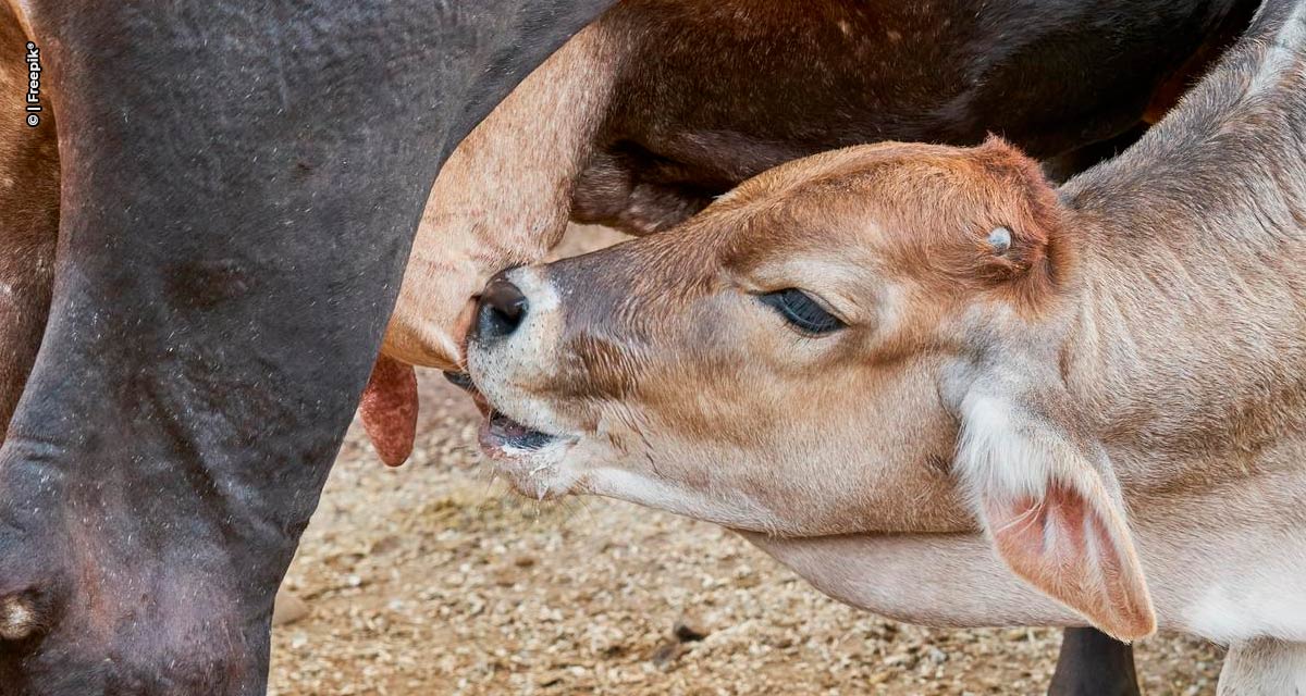 Da concepção à desmama: estratégias essenciais para a produção de bezerros de qualidade