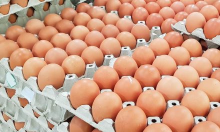 Exportações de ovos fecham 2023 com crescimento de 168,1%