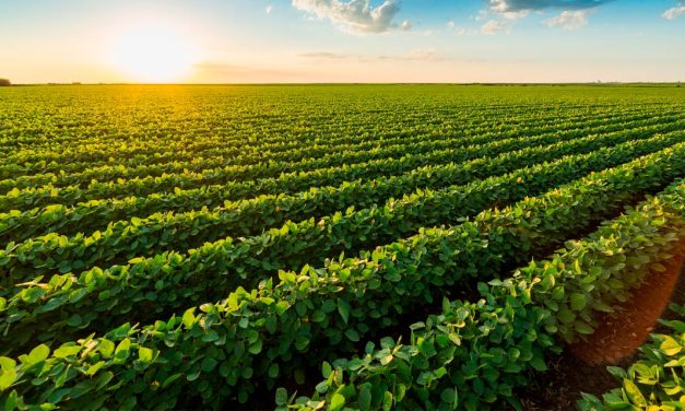 Dessecação pré-colheita da soja ganha força com uso de tecnologia e contribui com a safrinha