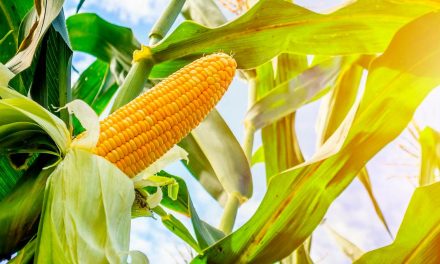 Novos híbridos de milho da Bayer podem entregar acréscimo de até 30 sacas por hectare