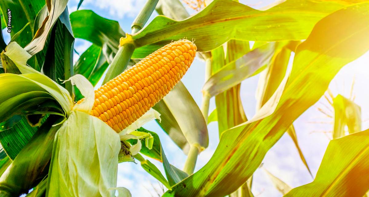 Novos híbridos de milho da Bayer podem entregar acréscimo de até 30 sacas por hectare
